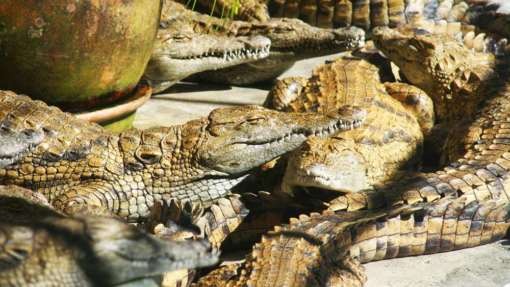 La Vanille Crocodile Park